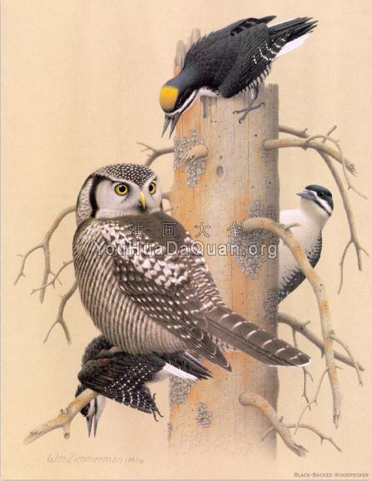 Black-backed Woodpecker - 威廉·齐默曼